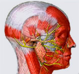 Toxina Botulínica (Botox)